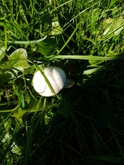 Agaricus