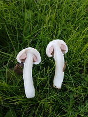 Agaricus