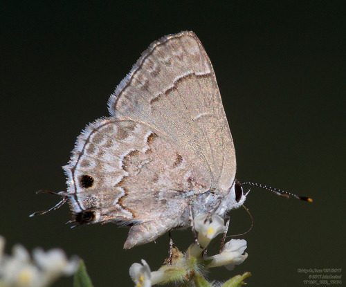 Lacey's Scrub-Hairstreak photo 4