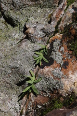 Geissorhiza bolusii
