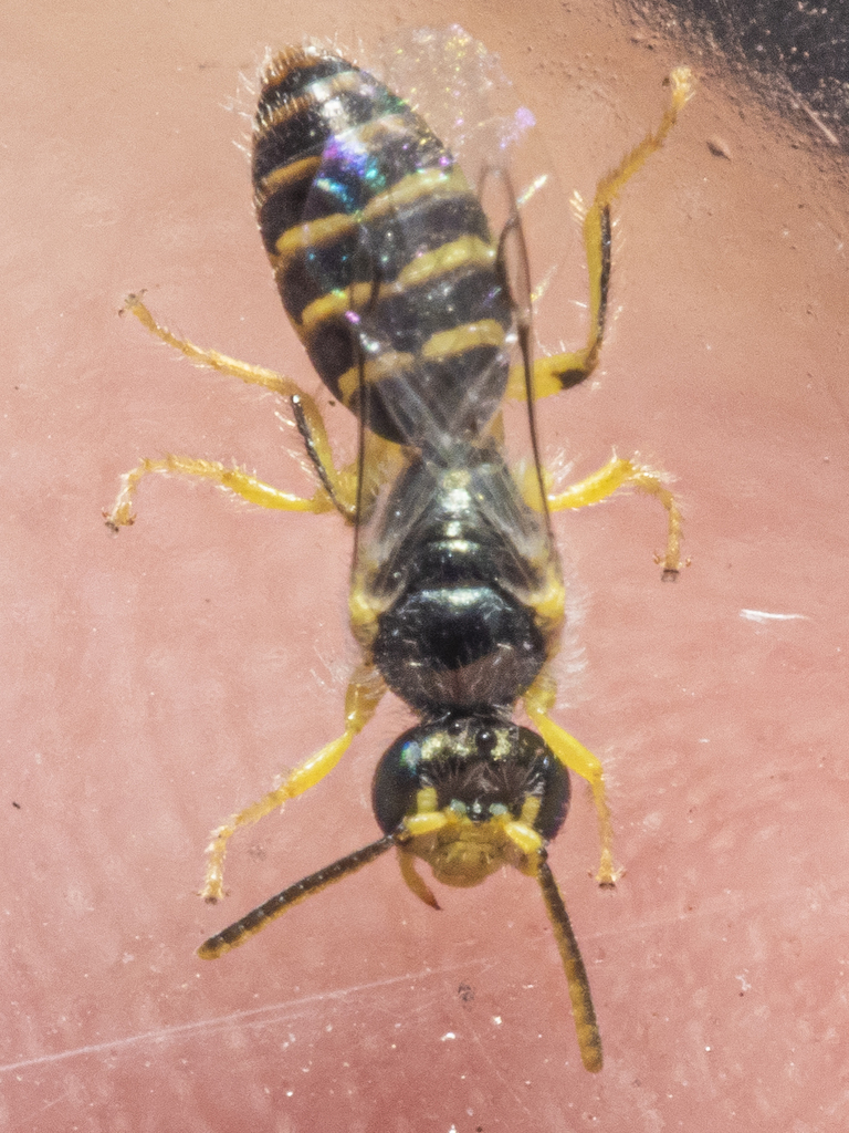 Perdita townesi