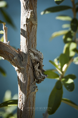 Cornutiplusia circumflexa