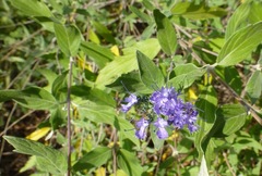 Caryopteris × clandonensis