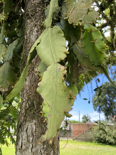 Rhipsalis pachyptera (Rhipsalis pachyptera)