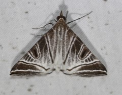 Phrataria replicataria