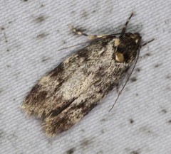 Barea bryochroa