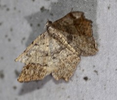 Dissomorphia australiaria