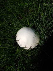 Agaricus