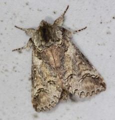 Antithemerastis acrobela