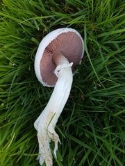 Agaricus