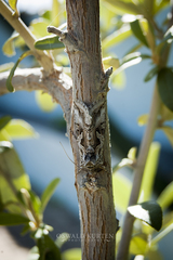 Cornutiplusia circumflexa