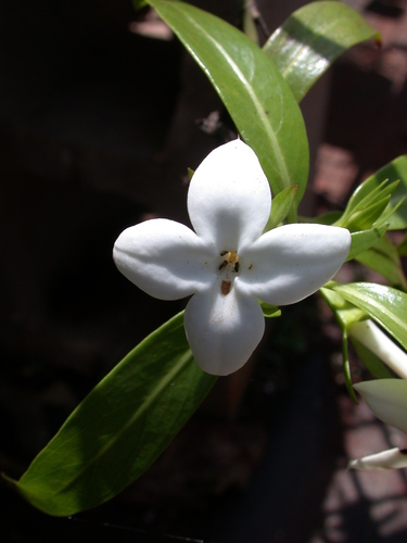 Kadua fluviatilis observed 2004-03-14