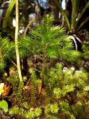 Dendroligotrichum tongariroense