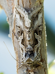 Cornutiplusia circumflexa