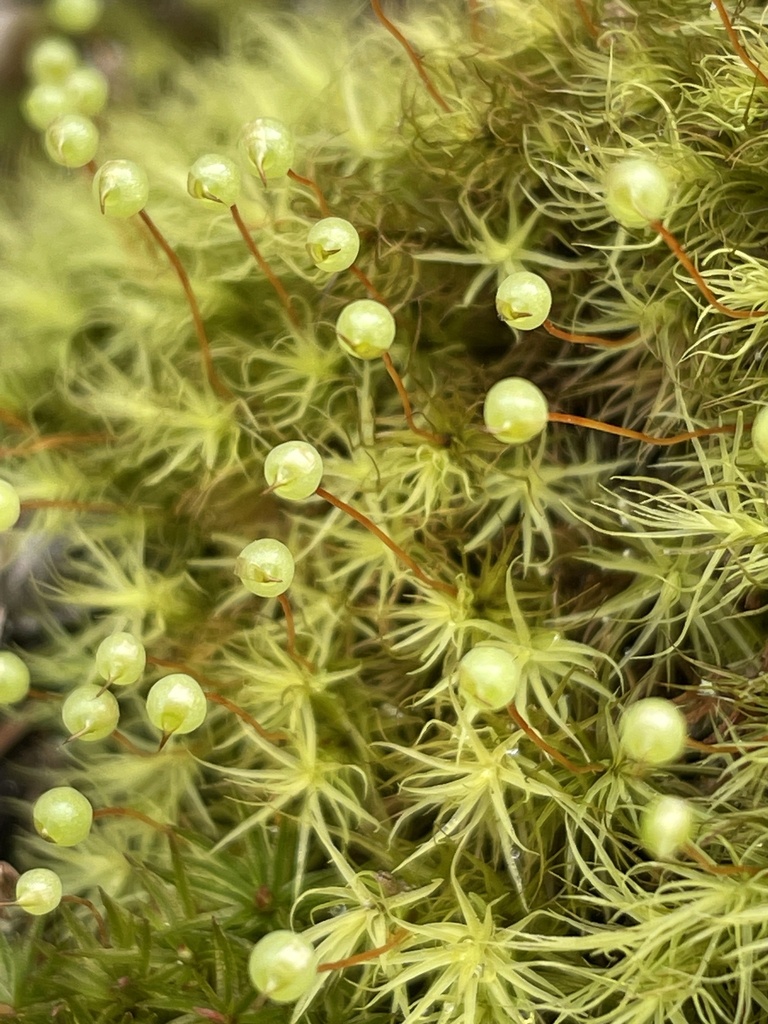 Common Apple-moss