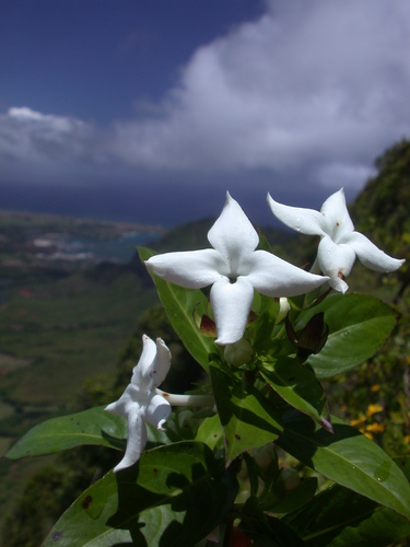 Kadua fluviatilis