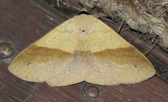 Ophyx ochroptera