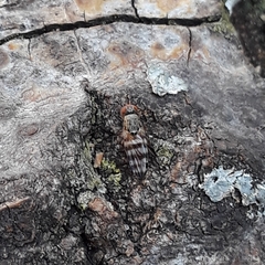 Pseudotephritina