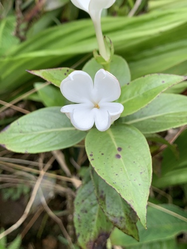 Kadua fluviatilis