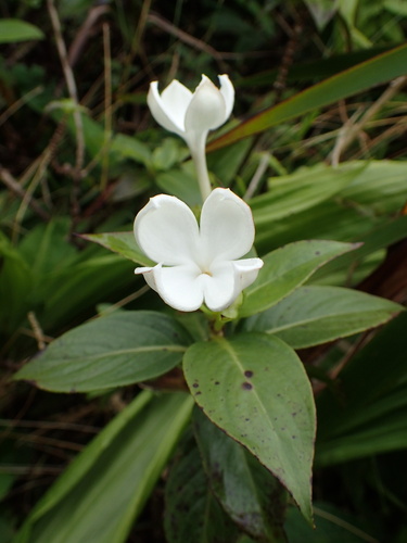 Kadua fluviatilis observed 2019-08-23
