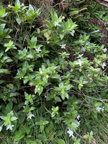 Kadua fluviatilis