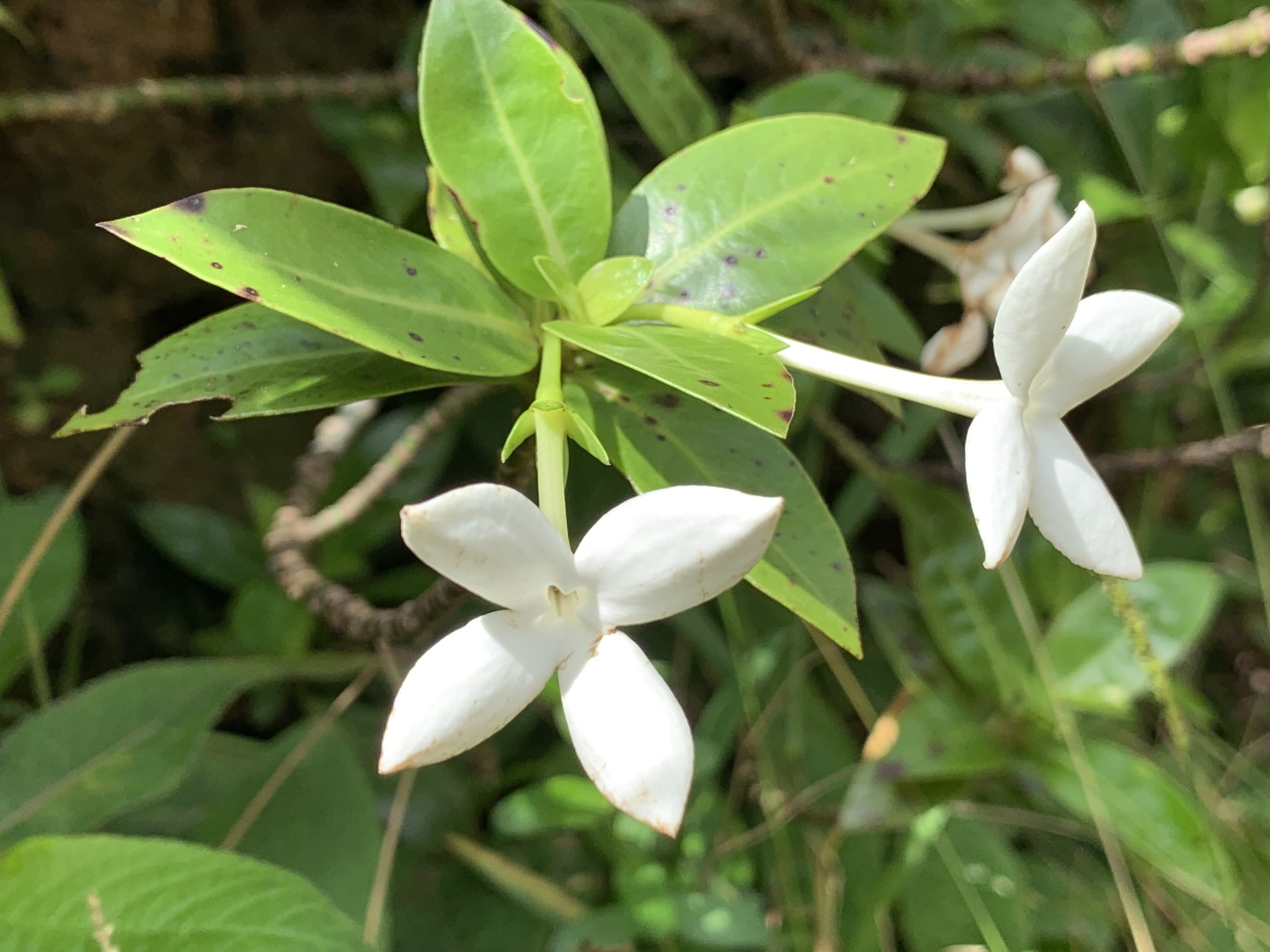 Kadua fluviatilis