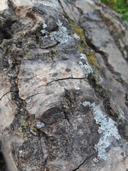 Pseudotephritina