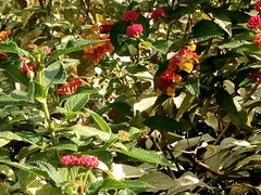 Bombus sonorus