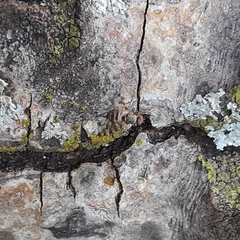 Pseudotephritina