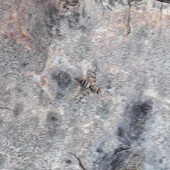 Pseudotephritina