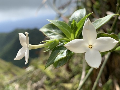 Kadua fluviatilis observed 2020-06-23