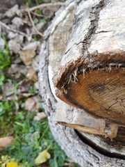 Pseudotephritina