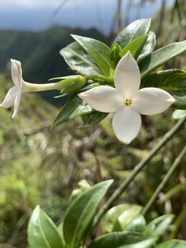 Kadua fluviatilis