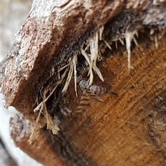 Pseudotephritina