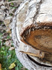Pseudotephritina