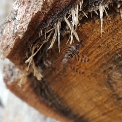 Pseudotephritina