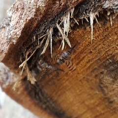 Pseudotephritina