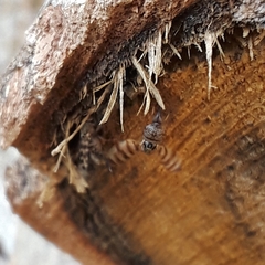Pseudotephritina