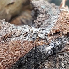 Pseudotephritina