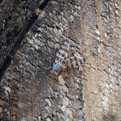 Pseudotephritina