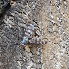 Pseudotephritina