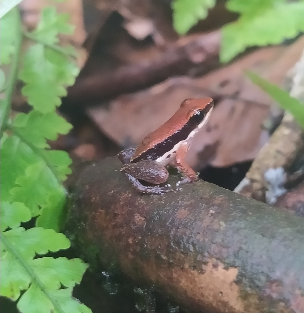 Allobates sumtuosus