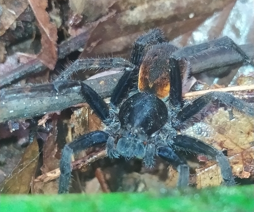 Ctenus villasboasi