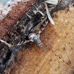 Pseudotephritina