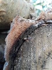 Pseudotephritina