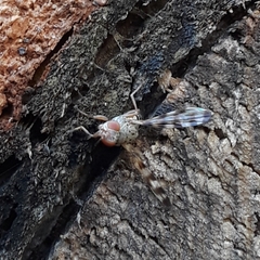 Pseudotephritina