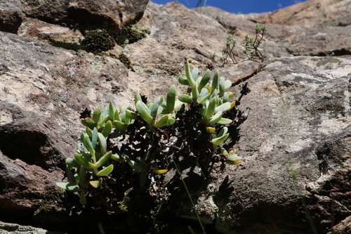 Image of Erepsia lacera by (c) Tony Rebelo, some rights reserved (CC BY-SA)