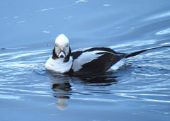 Clangula hyemalis image