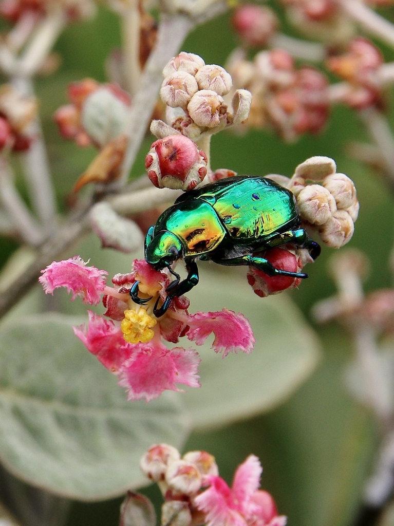 Precious Metal Beetle