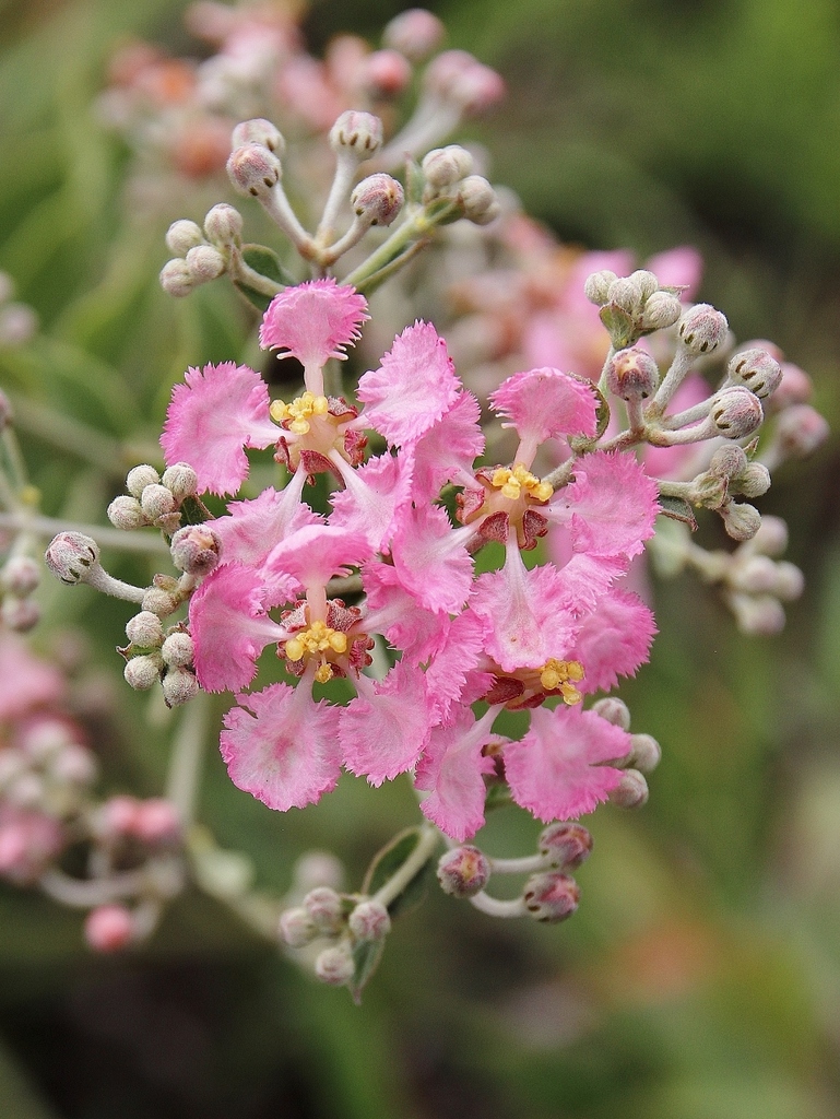 Banisteriopsis oxyclada